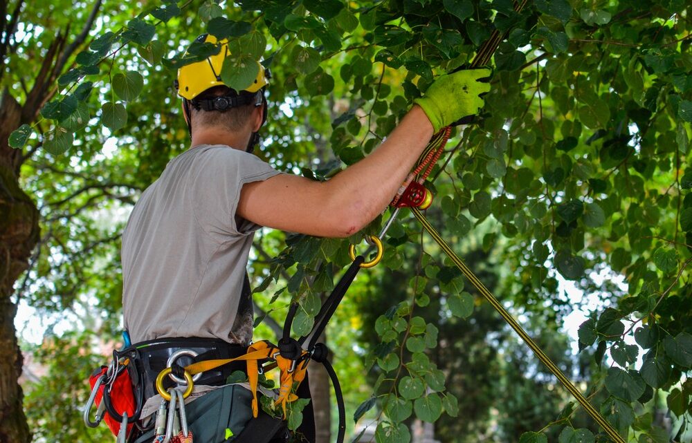 A word about the arborists