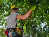 A word about the arborists