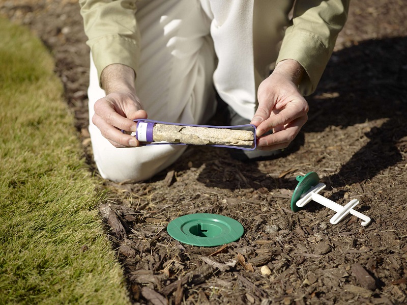 Learn Everything You Need To About a Termite Inspection