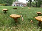 How to Grow Mushrooms in Your Home Garden