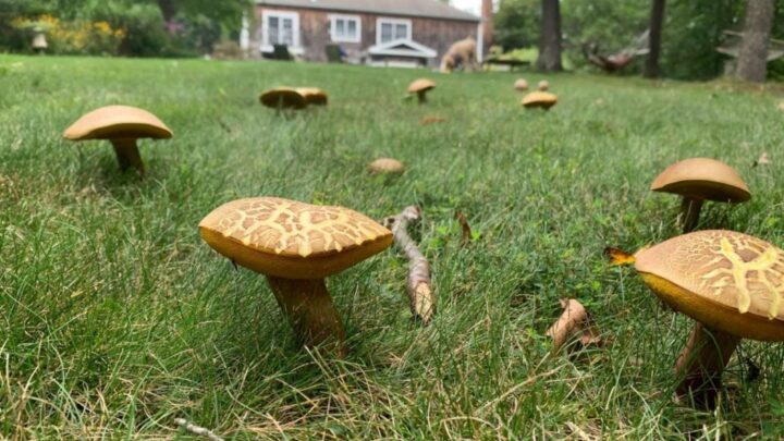 How to Grow Mushrooms in Your Home Garden