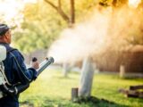 Seasonal Mosquito Treatments: Your Year-Round Shield for a Pest-Free Yard